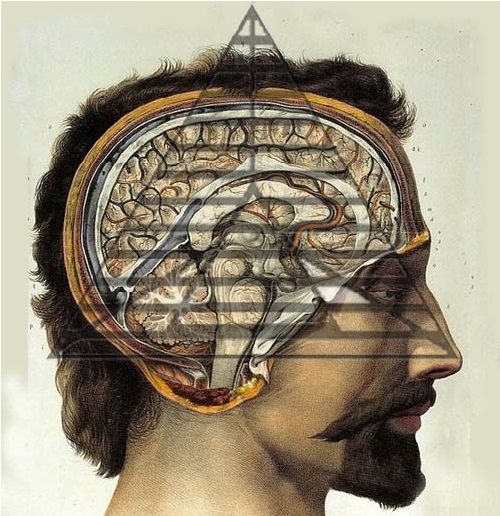 Nhân điện và Bộ não con người